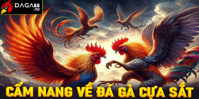 Cẩm nang chung về sảnh cá cược đá gà cựa sắt